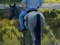 Caballo, Quarter Horse — foto 6