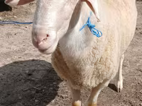 Widder, Assaf sheep — Foto 3