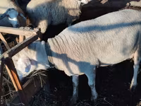 Ram, Lacaune sheep — photo 4