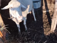 Ram, Lacaune sheep — photo 1