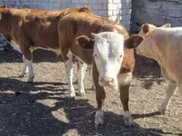 Bovinos (lote, sexo no especificado), Swiss cattle — foto 1