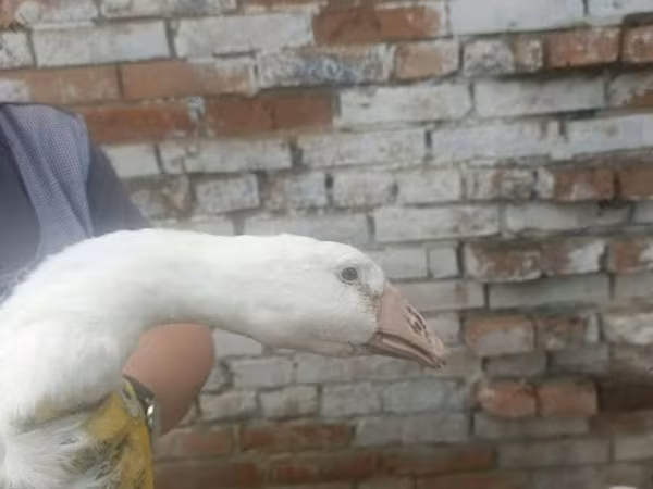 लिंडा