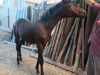 Caballo, French Trotter — foto 6
