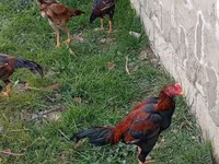 Chickens — photo 2