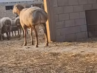 Carnero, Hissar sheep — foto 2