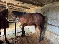 حصان, Horse breed — الصورة 6