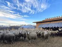 Carnero, Kuibyshev sheep — foto 2