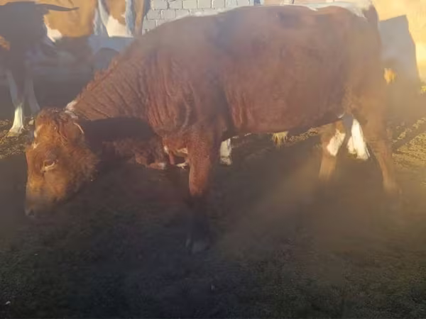 Bull, Cattle