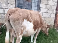 母牛, Red-spotted breed — 照片 4