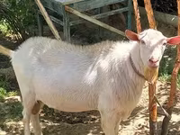 Cabra, Cabras — foto 1