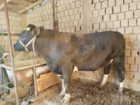Bull, Cattle — photo 1