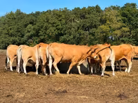 بقرة, Partenaise cattle — الصورة 3