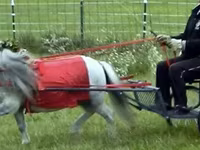 Horse (M), Miniature horse — photo 6