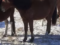 Pferde (Partie, Geschlecht nicht angegeben), Horse breed — Foto 1