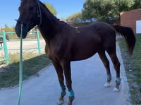 حصان, Budyonny horse — الصورة 1