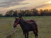Hengst, Arabian horse — Foto 2