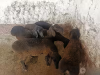 Ovejas (lote, sexo no especificado), Ovejas — foto 7