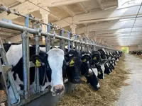 母牛, Holstein breed — 照片 3