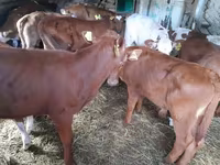 Bull, Cattle — photo 2
