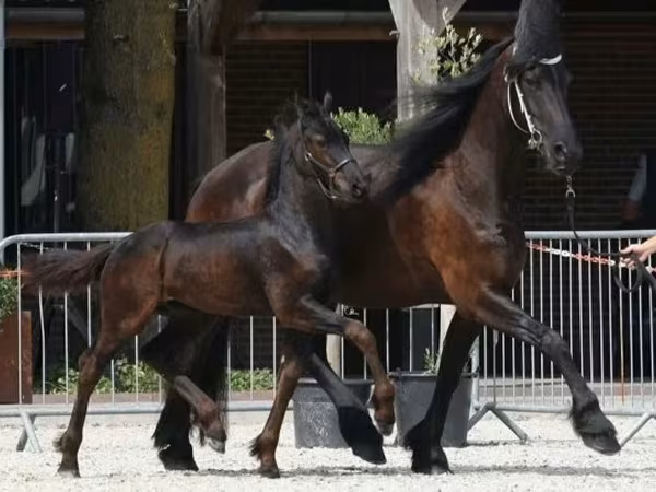 Horse (M), Friesian