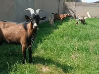 Ziege, Czech Brown Shorthaired goats — Foto 1