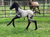 Mare, Appaloosa — photo 3