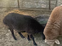 كبش, Arashan sheep — الصورة 8
