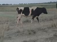 Toro, Raza Holstein — foto 1
