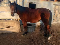 Horse (M), Anglo-Arabian — photo 5
