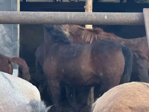 Mare, Horses