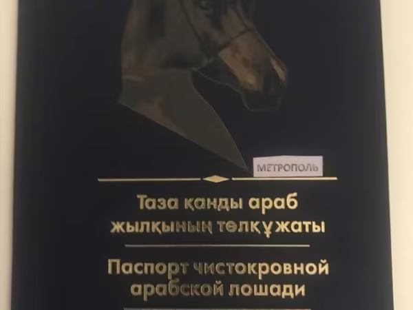 Horse (M), Arabian horse