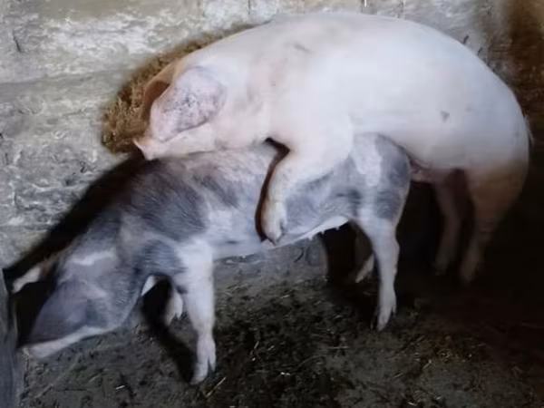 Хряк, Ландрас