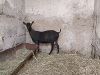عنزة, Murcia-Granada goats — الصورة 8
