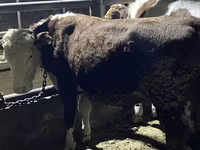 Bulle, Latvian Blue cattle — Foto 5
