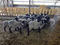 نعجة, Romanov sheep — الصورة 5