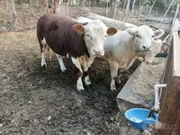 Toro, Simmental cattle — foto 7