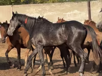 Hengst, Orlov Trotter — Foto 4