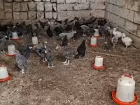 Chickens — photo 1