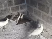 Blanco — foto 3