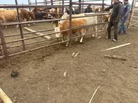 Kuh, Simmental cattle — Foto 5