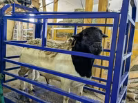 نعجة, Edilbay sheep — الصورة 4