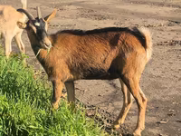 عنزة, Alpine goat — الصورة 6