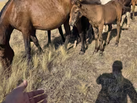 Yegua, Kazakh horse — foto 2
