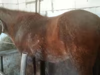 Stute, Kazakh horse — Foto 3