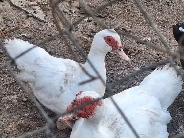 مسكوفي منزلي