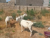 Cabra, Saanen goat — foto 4