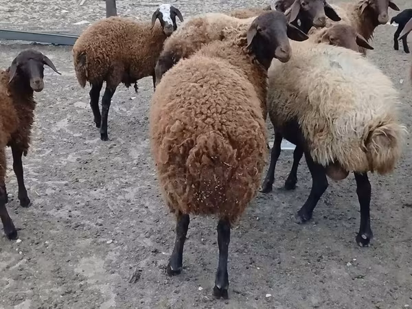 كبش, Karakul sheep