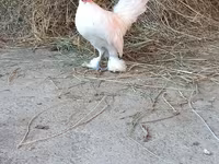 Japanese Bantam — photo 8