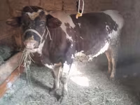 公牛, Russian Black pied cattle — 照片 1