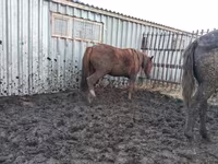 Yegua, Caballos — foto 3